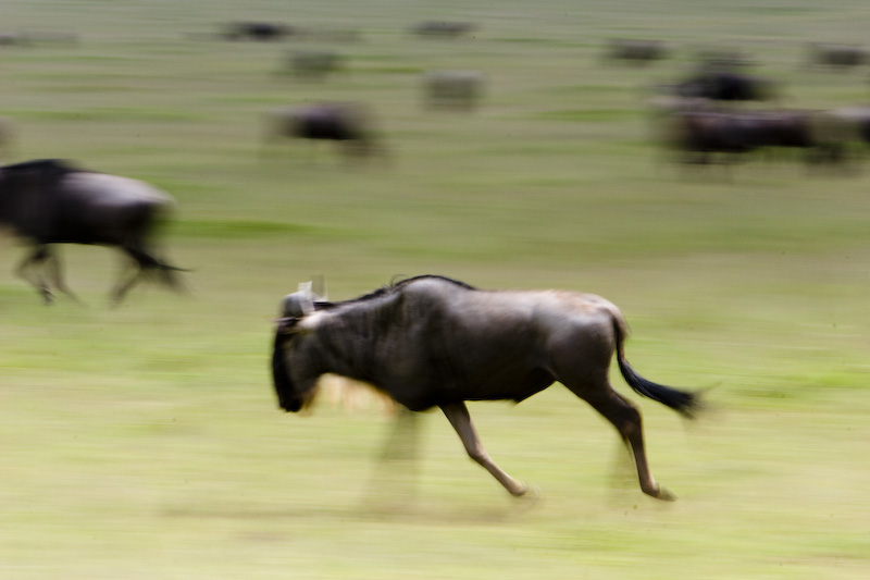 Running Blue Wildebeast